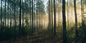 Marktplatz Energie > Klimaschutz & Emission - EUDR vor dem Start – Regulatorisches Update, Praxistipps und Legalitätsprüfung
